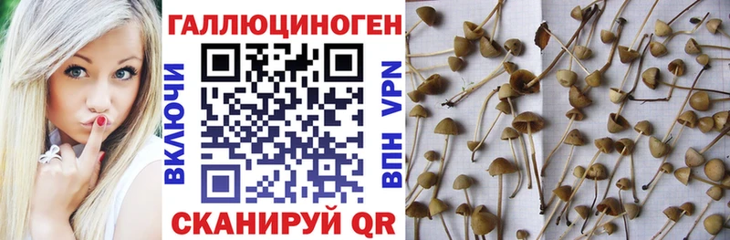 Псилоцибиновые грибы Psilocybine cubensis  Буйнакск 